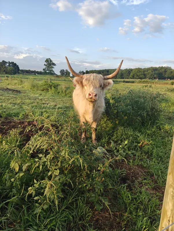 A Highland cow facing the camera in a green pasture.